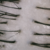 parameter background