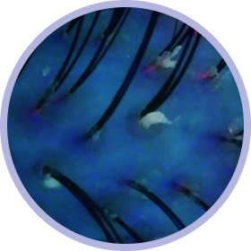 parameter background